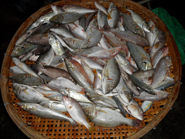 ผู้พ่ายแพ้ทั้งหลาย...เอาปลาจานไปกินกันนะ... :grin: :grin: :grin: :grin: :grin: