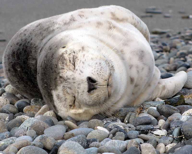 My wife loves baby seals.