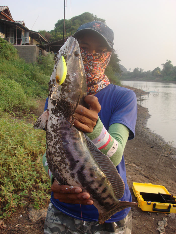 ชะโดแม่น้ำปีนี้เยอะมากๆครับ :smile: