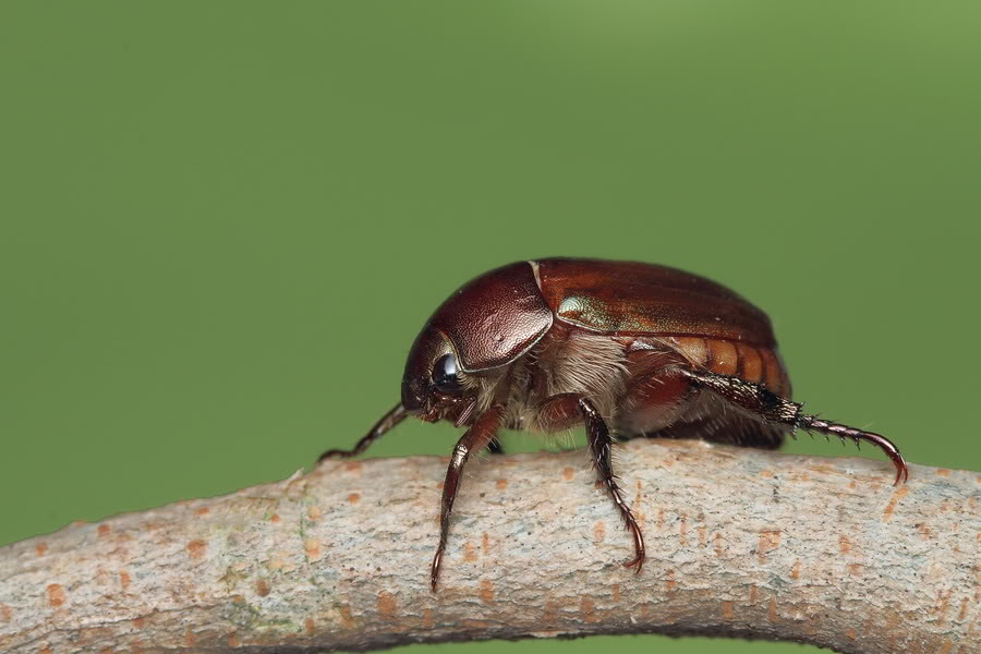 Fly tying : Brown Beetle (แมงกินูน)
