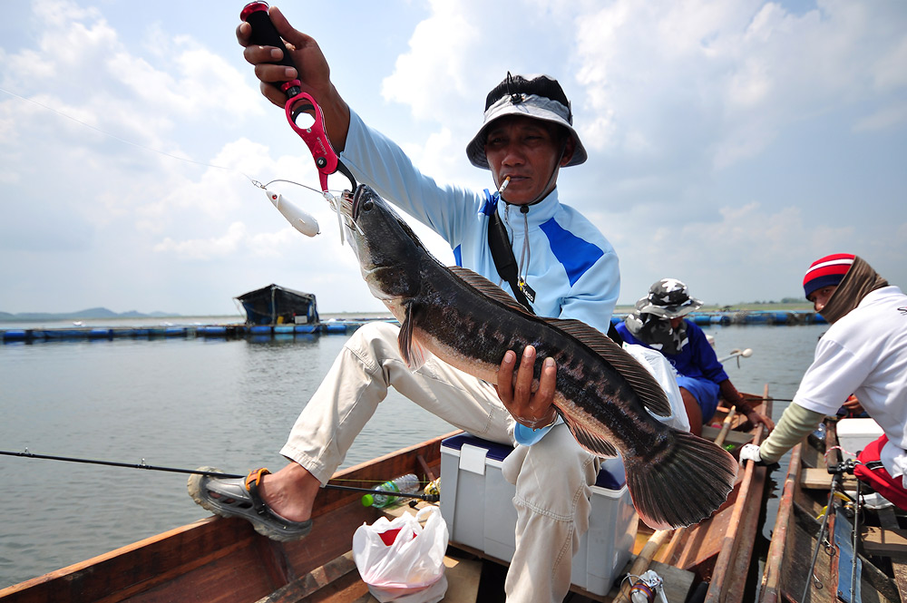 พอมาถึงจับเรือเทียบแกก็ยกตัวนี้ขึ้นมาไห้ดูพร้อมกับบอกมาประแสร์มันต้องได้แบบนี้นะ  :angry: :angry: :l