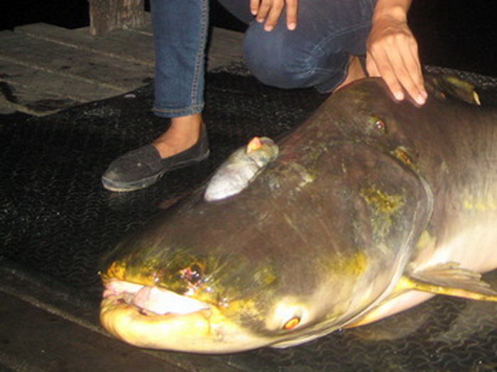 [q][i]อ้างถึง: dk.fishingshop posted: 30-04-2555, 21:48:11[/i]

ตัวรัยขาวๆอยู่บนหัวมันอ่ะครับ[/q]
