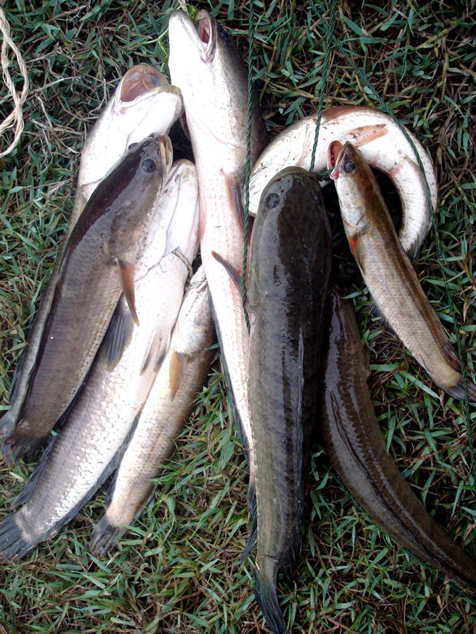 ปีละทริปครับ...กับหมายนี้.....ปีที่แล้วกับทริป  [url='http://www.siamfishing.com/board/view.php?tid