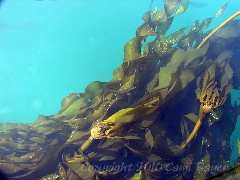Kelp is yummy.