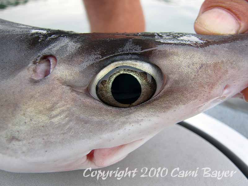  Shark is yummy too.