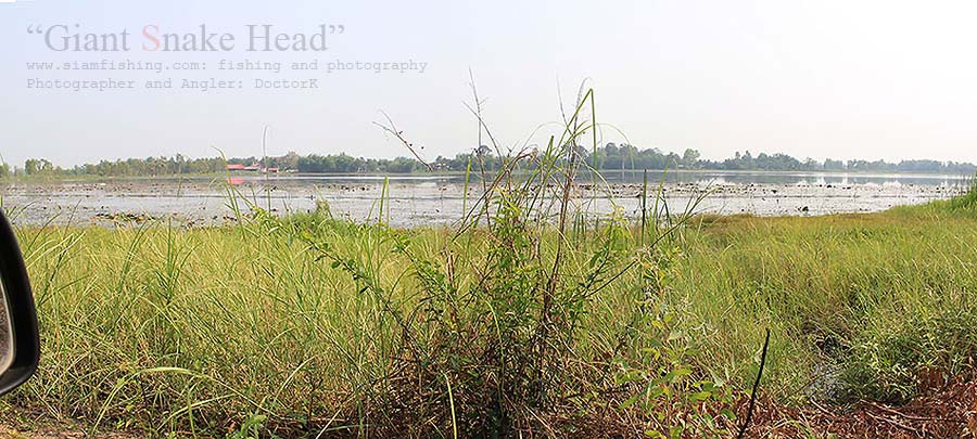 [center][b]ลากันด้วยภาพหมายสวยๆ ครับ "ชะโด ดงบัวแดง" คงได้มีโอกาสมาเยี่ยมเยือนกันอีกเป็นระยะ[/b][/