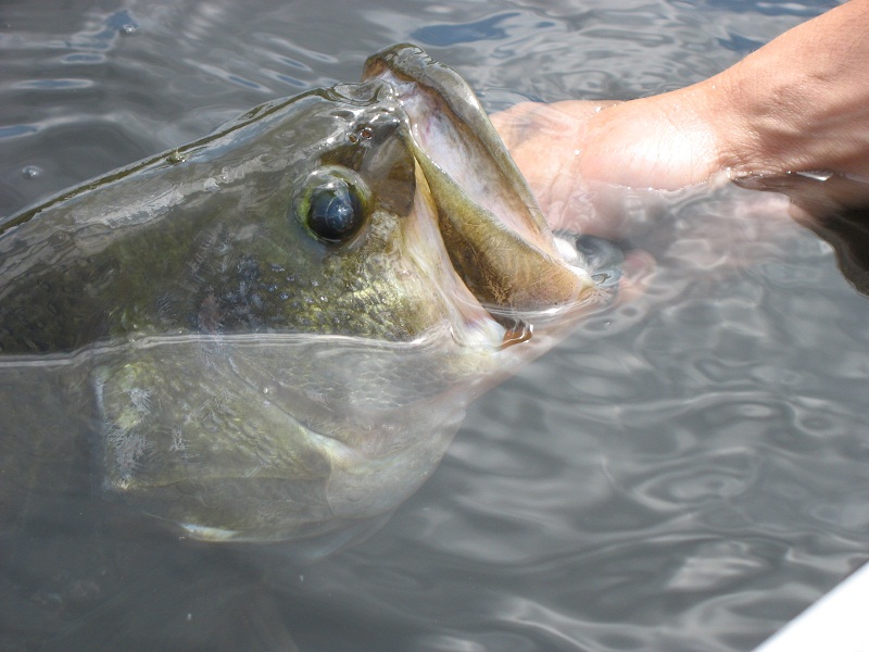 Thank you Siam Fishing Family! Siam Fishing #1 :cheer: :cheer: :cheer: :cheer: :cheer: :cheer: :chee