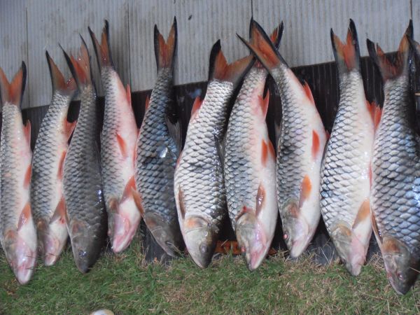 :cheer:กลับบ้านถ่ายปลารวมสักหน่อยครับต่อ โนนไทย เรียงให้ เข้าฝั่งแต่บ่าย3โมงครับ