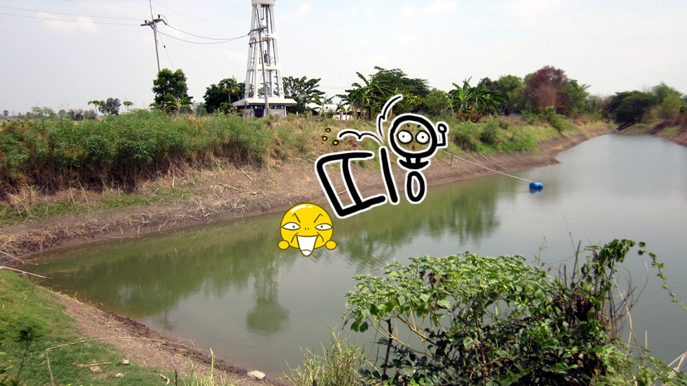 หมาย ปลาช่อนจิบ ถึงว่าวงมันใหญ่ๆ  :laughing: