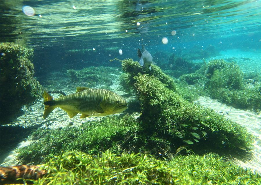 Dorado เป็นปลาที่มีเนื้อดีมากก เป็นปลาเศรฐกิจของทางตอนกลางของบราซิล อเจนดิน่าและอุรุกวัย เหนือแน่น ท