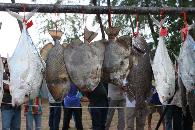ปลาหูช้างกับปลานกแก้วครับ :grin: :grin: