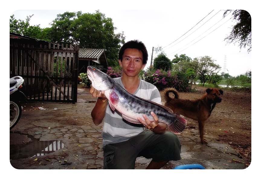 ก็เลยต้องขอ ผบ.ถ่ายรูป ตอนปล่อยให้หน่อย   เสียดายเหมือนกันครับ   ถ้าอยู่บ้านที่เชียงใหม่ เสร็จไปแล้ว