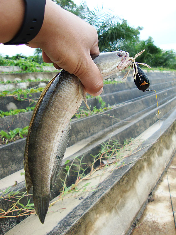  [b]อีกสักใบก่อนกลับ ฝนจะมาแล้ว[/b]
 :grin: