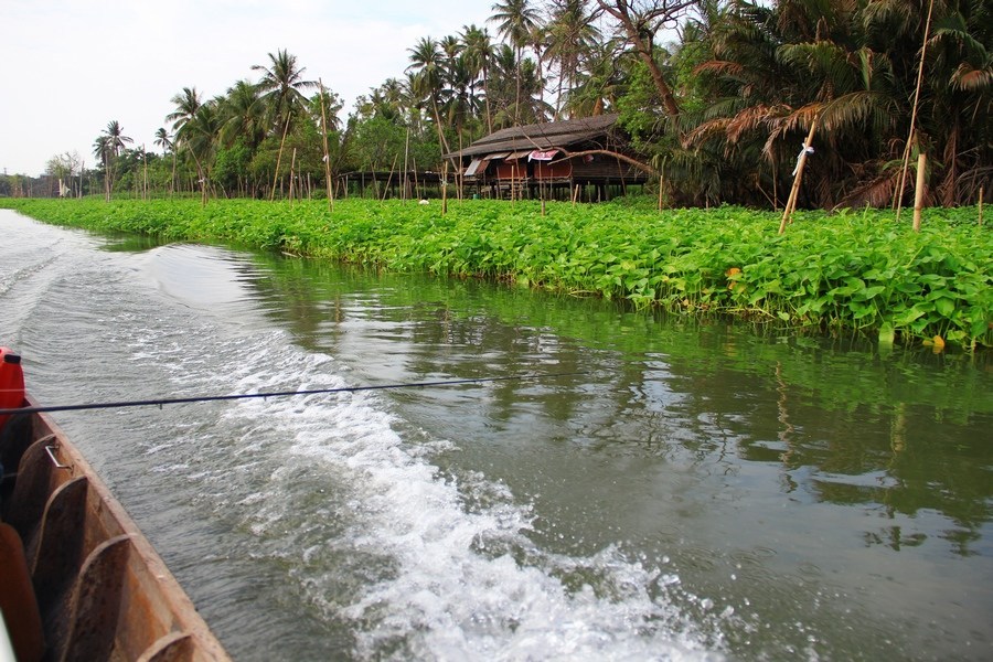 วันนี้เราลงเรือกันแต่เช้า 8 โมงกว่าๆ น้ำขึ้นสุดใจ ไ่ม่เหลือตลิ่งให้ตีปลาช่อนลย

ทำไมน้อ มากะโปรอ่ำ