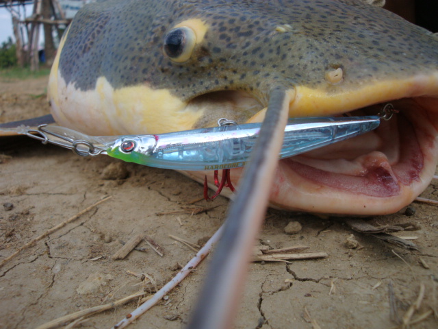  :love: :love:HARDCORE MINNOW 90 S :love: :love:

 :grin:เคาะติดหน้าดินมาช้าๆนะคับ เด๋วก็โดนคับ :g