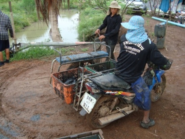 รถลำเลียงปลาจากบ่อ ทีละสองตะกล้า วิ่งมาเท จนนับไม่ไหว