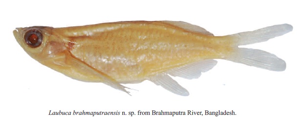 สิ่งเล็กๆที่เรียกว่ารัก : Laubuca brahmaputraensis n. sp.  