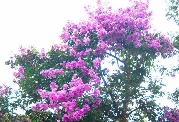 051

อยู่ระหว่างกลางเขา
ต้นตะแบกแตกดอกแล้วร่วง
สีม่วงดูเศร้าใจ
