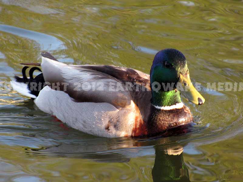 F24  :love: :love: Duck Soup!