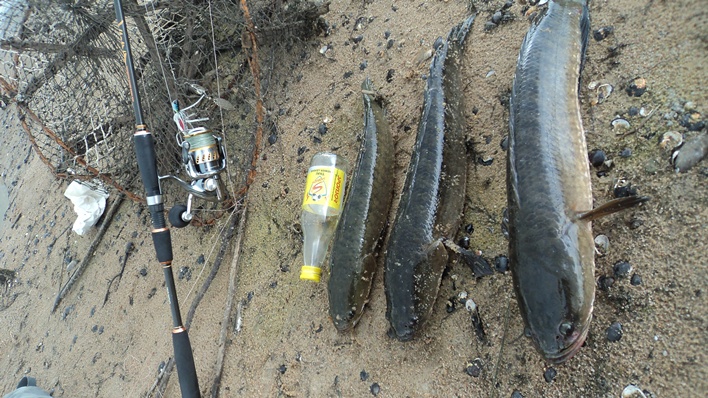  :rose: :rose: :rose: :rose: :rose: ปลารวม 3 ตัวแล้วครับ

 :heart: :heart: :heart: :heart: :heart: