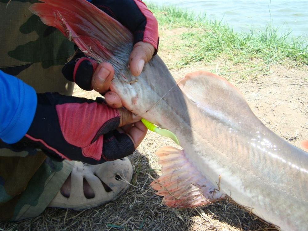กดตัวที่ 2 ปลาฟาวครับ หางกิน
 :laughing: :laughing: