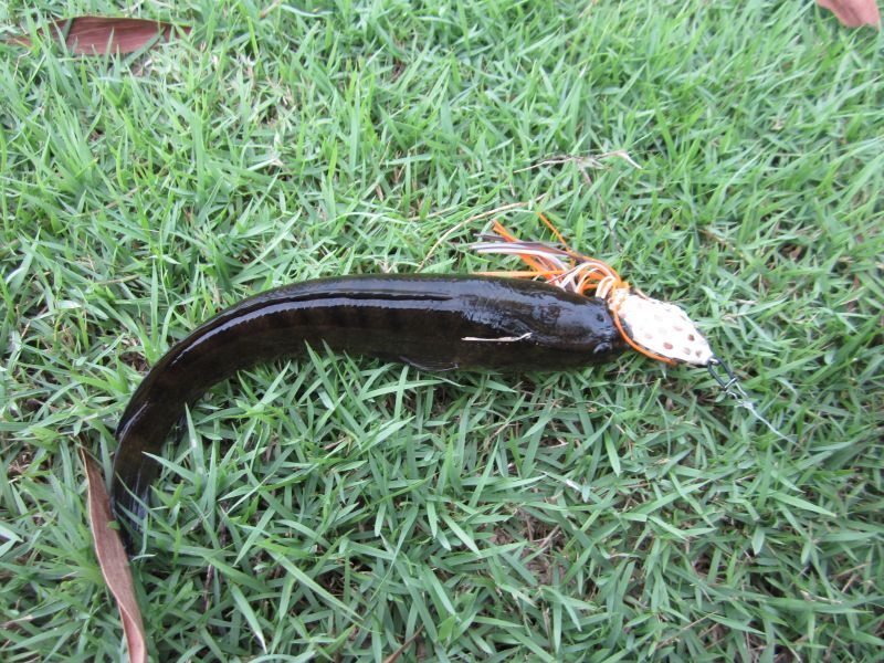  [b]เหยื่อเล็กปลาเลยเล็กตามเลย[/b] :laughing: :laughing: :laughing: :laughing: :laughing: