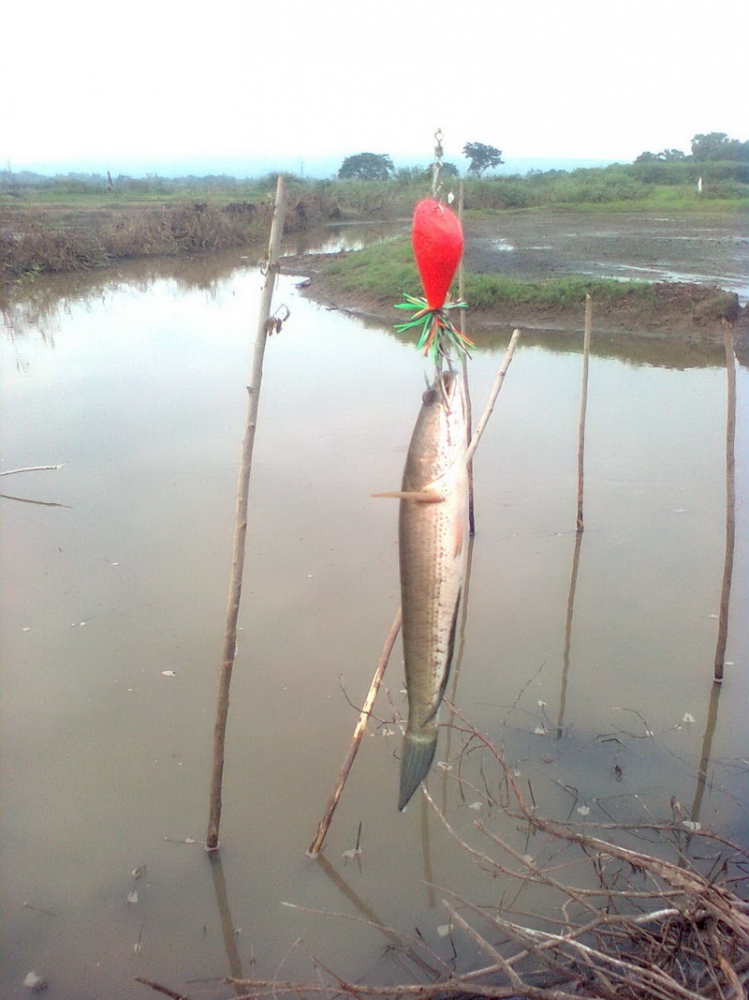 อีกมุมครับ สภาพหมายส่วนใหญ่เป็นครอง ติดถนนครับ