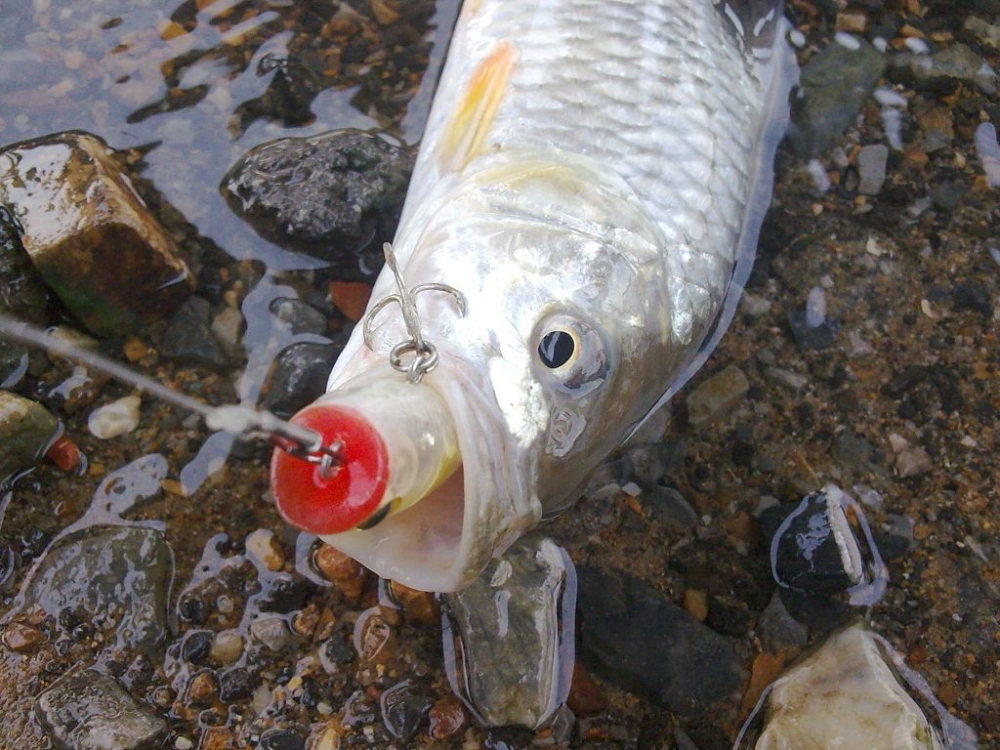 กัดเหยื่อจิ๋ว Bevy popper ซะมิดเชี่ยวตัวแค่นี้..... :grin: :grin: :grin: