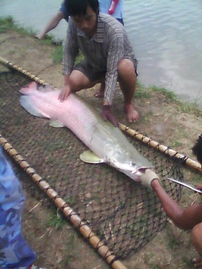 ปลาช่อนอเมซอน ของนักตกปลาสิงคโปร์ครับ พนักงานกำลังปลดเบ็ด :grin: