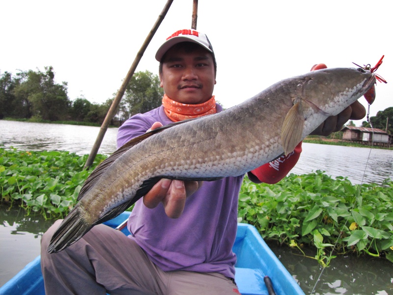 ตัวนี้ กัดกบ ของ อ้นบ้านแนบ คับ เหยื่อ จะพังอยู่แล้ว คับตอนนี้
 :grin: :grin: :grin: :grin:
 :grin