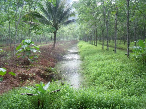 สภาพหมายครับ เป็นหมายดิบ คูร่องสวนยางครับ เป็น แบบนี้ทั้งหมดเลยครับ