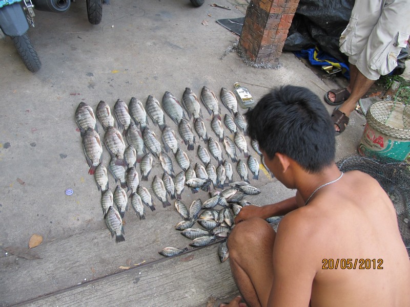 พระเอกเรากำลังจัดเรียงปลาครับ ซ้อมใว้เผื่อออกทริบทะเล