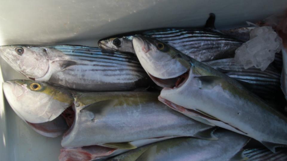King Fish , Bonito  :umh: :umh: :umh: