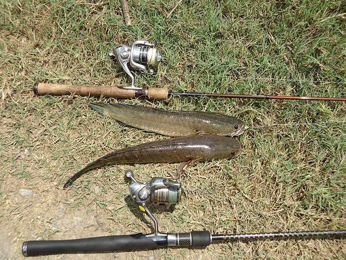 บังเอิญ..ได้ตัว พร้อมกันซะงั้น แพ็คคู่ 

" DAIKO Burroughs & Biomaster 2500  ( VS )  LEXIMA WINDS