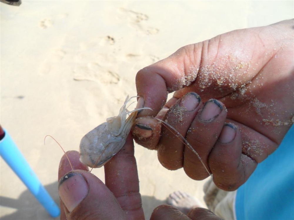 น้าจิมโชว์การเกี่ยวกุ้ง.. (เล็บดำเลอะหมึกปลาหมึก ) :laughing:
