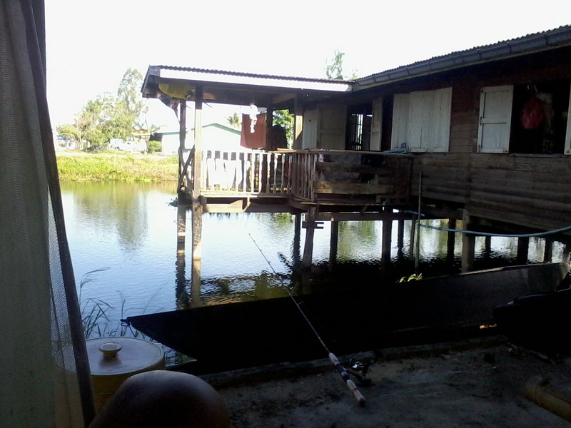 สถานที่ คือบ่อใต้ถุนบ้าน ที่โดนน้ำท่วม แบบธรรมชาติมากๆ ไม่มีการกักปลาไว้เลย อยู่ย่านวัดช่องลม ม. บ้า