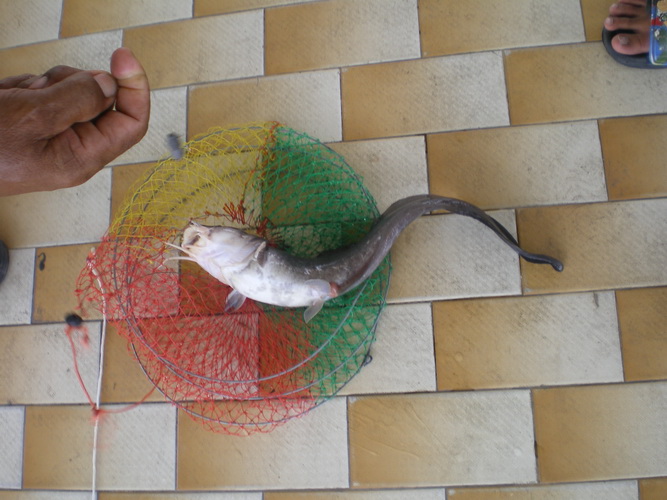ปลาชนิดที่ 6 คือ ปลาดุกทะเลครับ (อัมพวามีปลาเยอะใช้ไหมครับ) :ohno:

ตัวนี้ใช้ตะกั่วใหญ่ตีออกไปไม่ไ