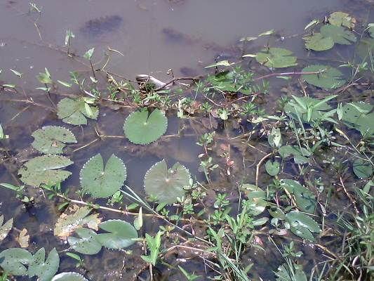 ส่งหนอนยางลงไปหาปลาช่อน