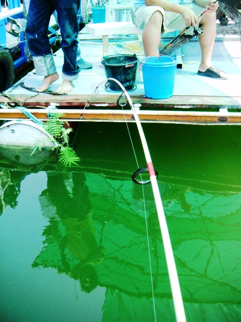  [b]ป๊าดดดดดดดดดดด ปลาไปซ้ายครับพี่[/b]  :laughing: :laughing: :laughing: :laughing: :laughing: :lau