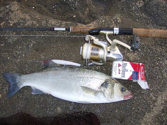 ชัดชัดกับ  SEA BASS  ครับ

กัด RAPALA MAXRAP 130  เต็มฯ

 :love: :love: :love: :love: