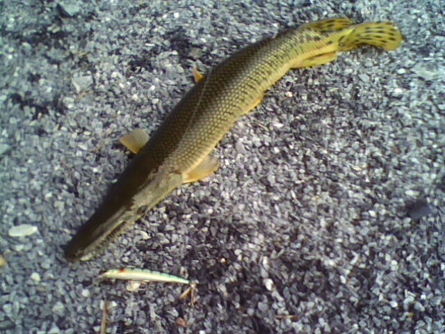 ALLIGATOR GAR   ได้จาก    R2S  MINNOW   ครับ :flag: :flag: :flag: