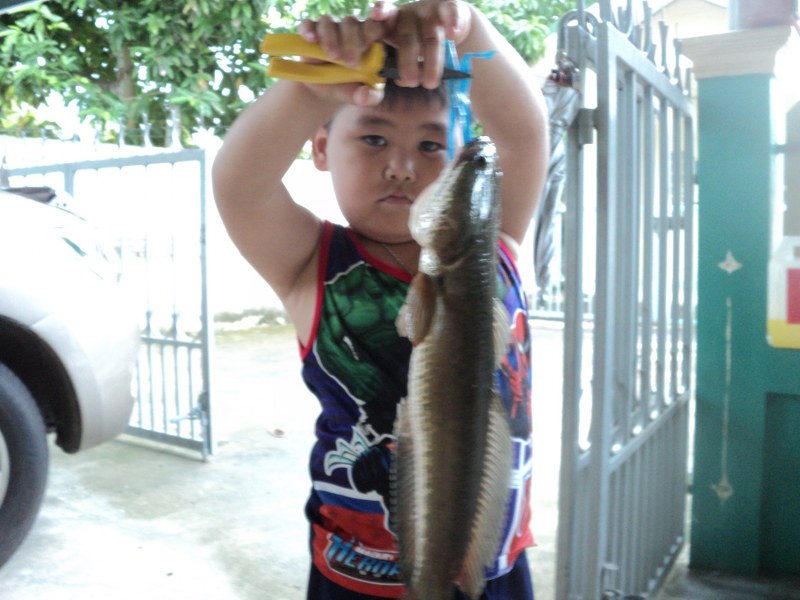 ปลาพ่อ หนักจังเลย รีปถ่าย ดิป่อ ป๋มหนักอะ  :cheer: :cheer: :cheer: