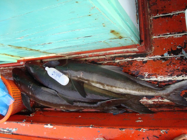 ปลาไม่กินเฮียนัยเลยขยับเรืออีกครั้งโดยสังเกตว่าปลาช่อนทะเลเวลากินเบ็ดแล้วมันจะต้องวิ่งไปหัวเรือทุกที