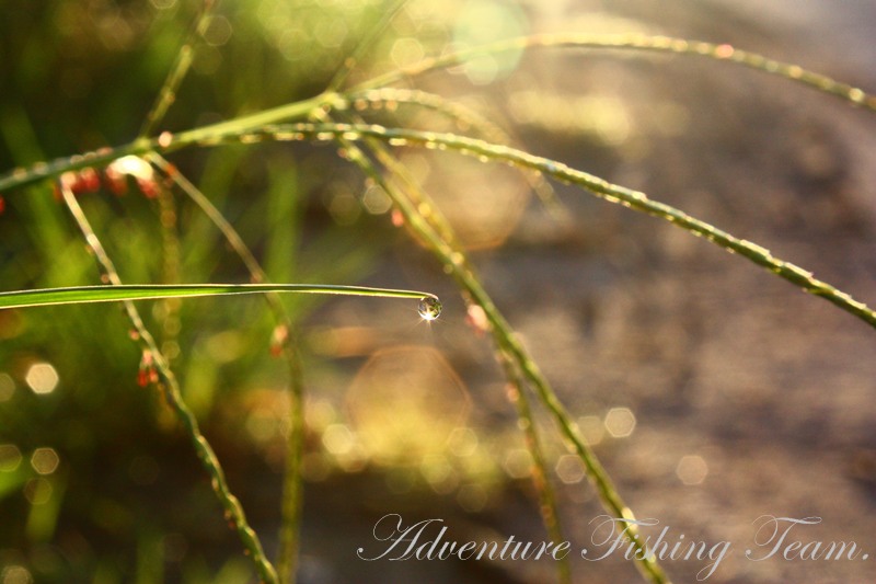 เอาภาพน้ำค้างยามเช้ามาให้ชมครับ พักนี้หัวหินหา แดดสวยๆ ยาก จริงๆ (รูปนี้ถ่ายนานแล้วของมือใหม่อย่างผม