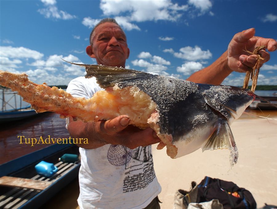 มันคือปลา Piraiba ที่โดนฝูงปลาปิรันย่า รุมกิน ขณะที่มันติดเบ็ดราวอยู่