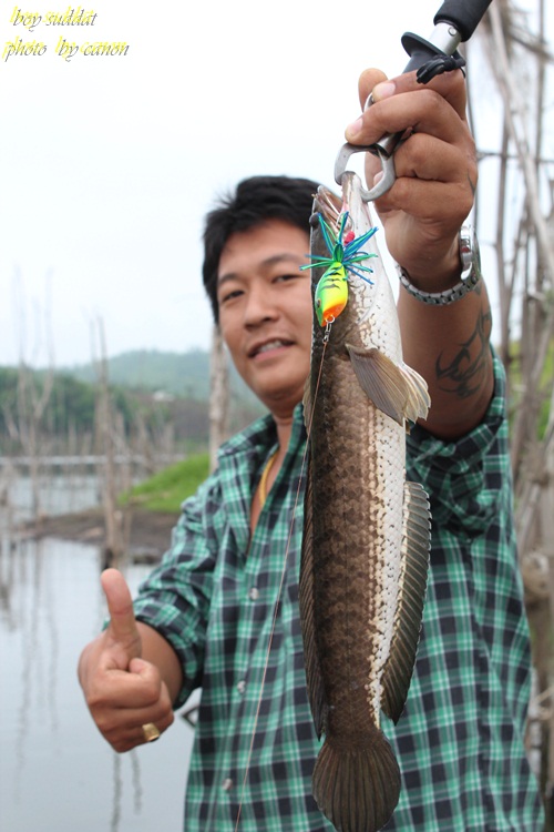 
  ขอหล่อฯซักใบก่อนนะคร๊าบบบ  :cool: :cool:

ขออภัยนะครับที่ไม่มีรูปตอนอัดปลามาให้ดูเนื่องจากปลาซ