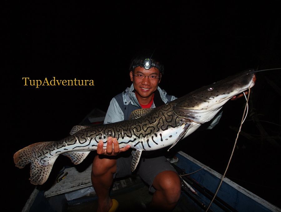 ผลงานของเหยื่อ ปลา เป็น ในตอนกลางคืน 

ปลา Surubim

มันจะเข้ามาในอ่าวตอนกลางคืนเพื่อที่จะมาจับลู
