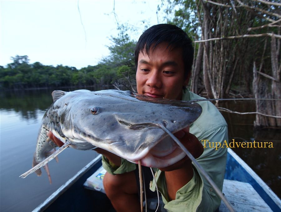 Surubim อีกตัวมาติดกับผม ช่วงเย็น :cheer: :cheer: