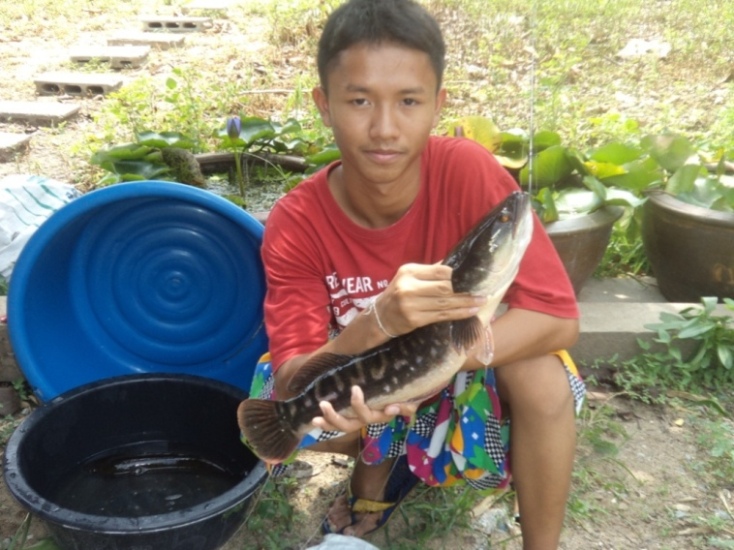 ชะโดแรกเริ่มกับนายสลิ่ม
