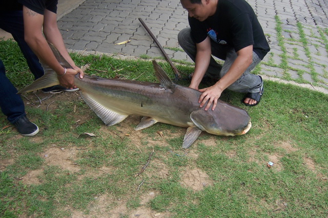 คัน Okuma Similan ไม่ต้องถามอีกนะครับว่าอัดบึกได้หรือเปล่า  :grin: